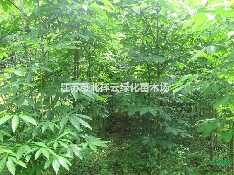 行道樹基地  ， 七葉樹批發(fā)直銷