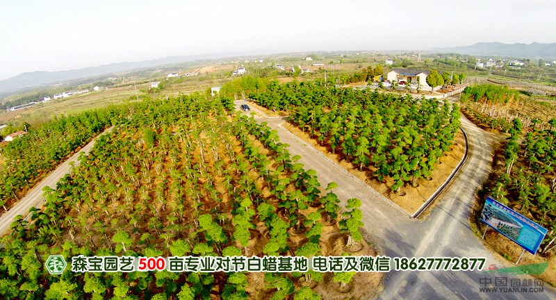 對(duì)節(jié)白蠟樹樁盆景批發(fā)|京山對(duì)節(jié)白蠟樹樁盆景