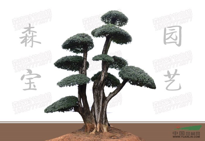 對(duì)節(jié)白蠟樹樁盆景批發(fā)|京山對(duì)節(jié)白蠟樹樁盆景
