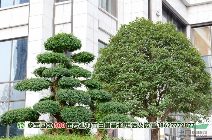 對(duì)節(jié)白臘|對(duì)節(jié)白臘樹(shù)|對(duì)節(jié)白臘盆景