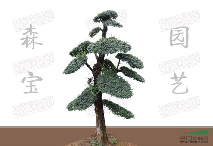 對(duì)節(jié)白臘|對(duì)節(jié)白臘樹(shù)|對(duì)節(jié)白臘盆景