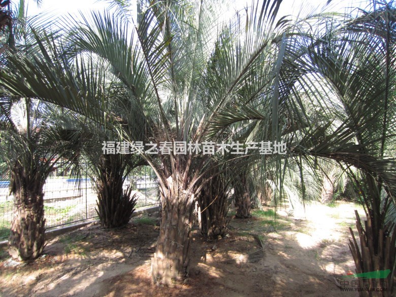 布迪椰子—地苗袋苗假植苗—杆高1-6米—清场出售