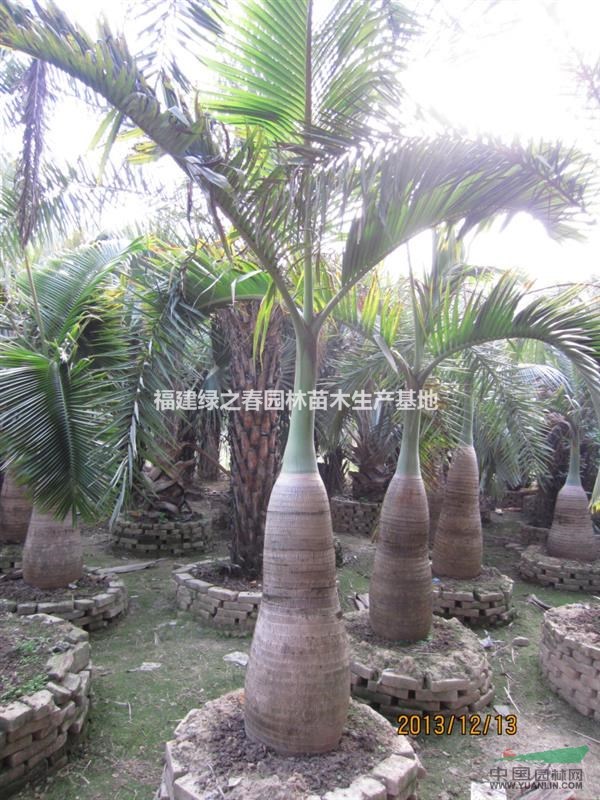 酒瓶椰子—地苗袋苗假植苗—杆高0.1-2米—清场出售