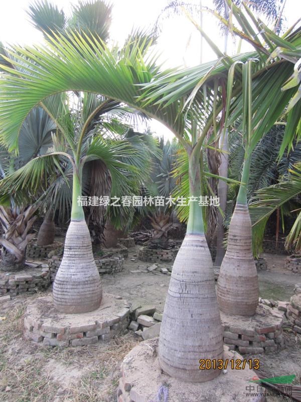 酒瓶椰子—地苗袋苗假植苗—杆高0.1-2米—清场出售