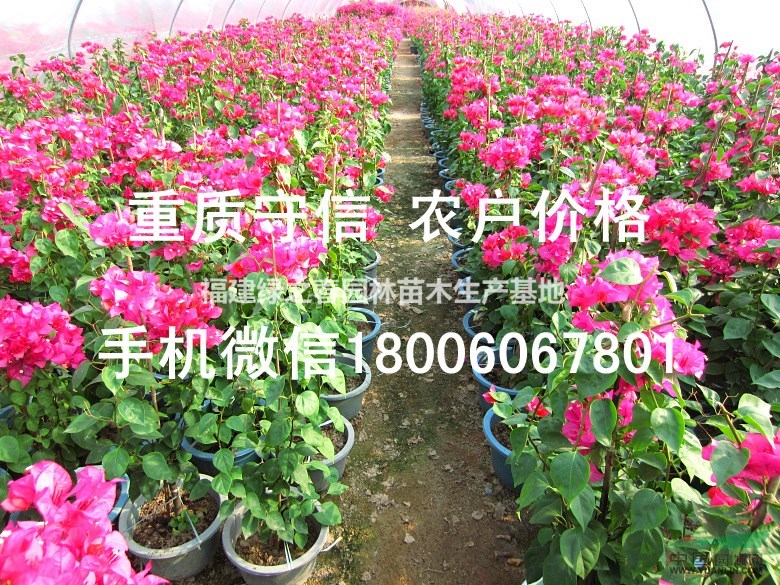 三角梅勒杜鹃—袋苗假植苗—高0.2-6米—清场出售