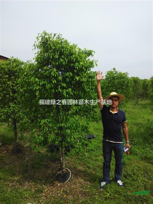 垂叶榕—地苗袋苗—米径1-20公分高1-5米—清场出售