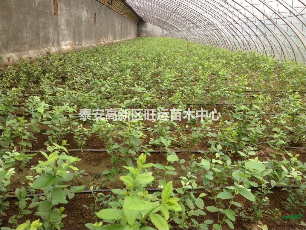 山東基地供應(yīng)脫毒藍(lán)莓苗 各種規(guī)格藍(lán)莓樹苗易成活 高產(chǎn)量