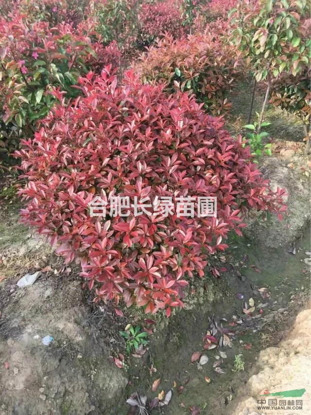 安徽高桿紅葉石楠地徑2-12公分價格，叢生紅葉石楠球基地圖片