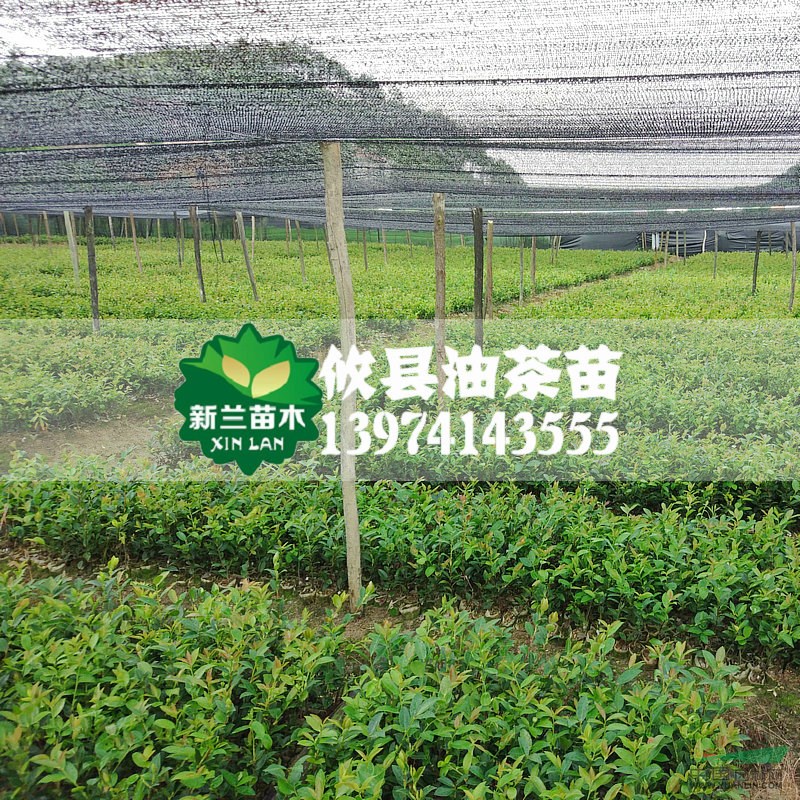 攸縣油茶苗