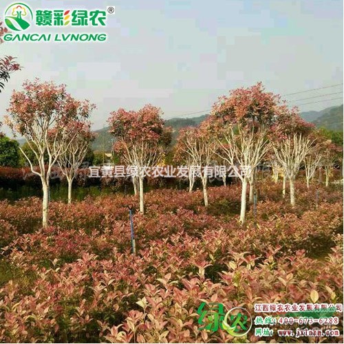 珍珠五彩桂 供應(yīng)經(jīng)典桂花 彩葉桂扦插苗 正宗桂花小苗報(bào)價(jià) 