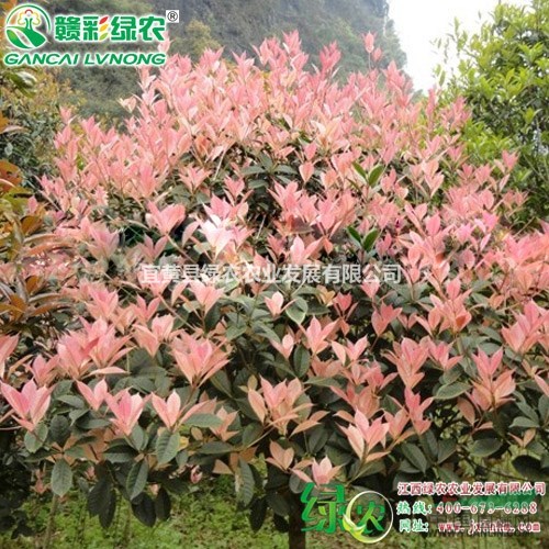 珍珠五彩桂 供應(yīng)經(jīng)典桂花 彩葉桂扦插苗 正宗桂花小苗報(bào)價(jià) 