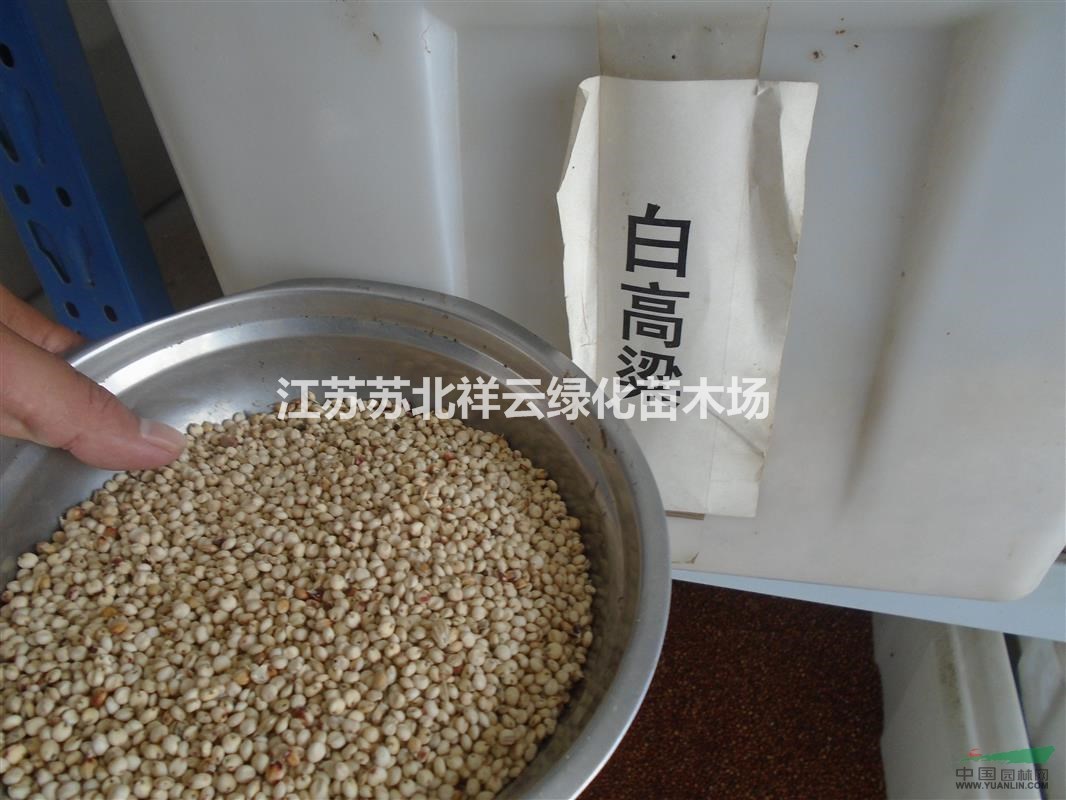 狼尾草種子價(jià)格，白高粱種子價(jià)格，草木犀種子價(jià)格