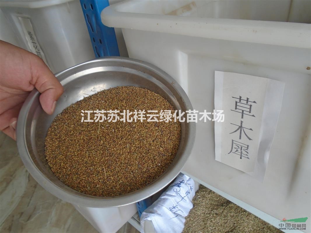 狼尾草種子價(jià)格，白高粱種子價(jià)格，草木犀種子價(jià)格