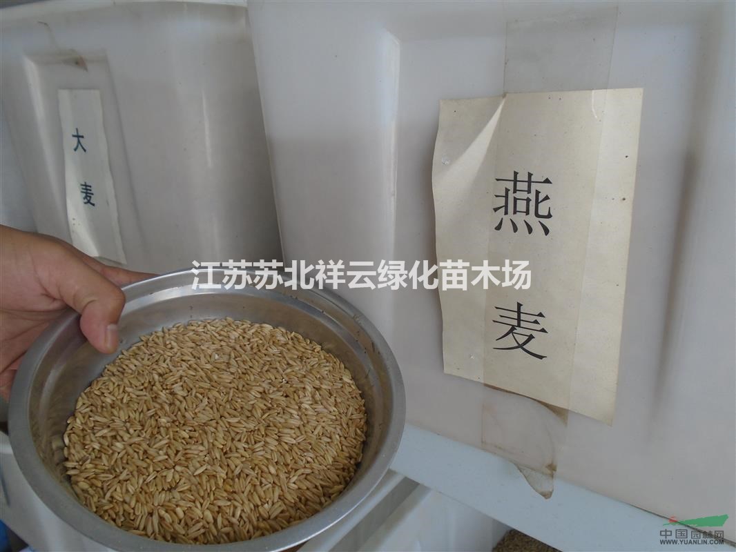 小谷子種子直銷，燕麥種子直銷，大麥種子直銷