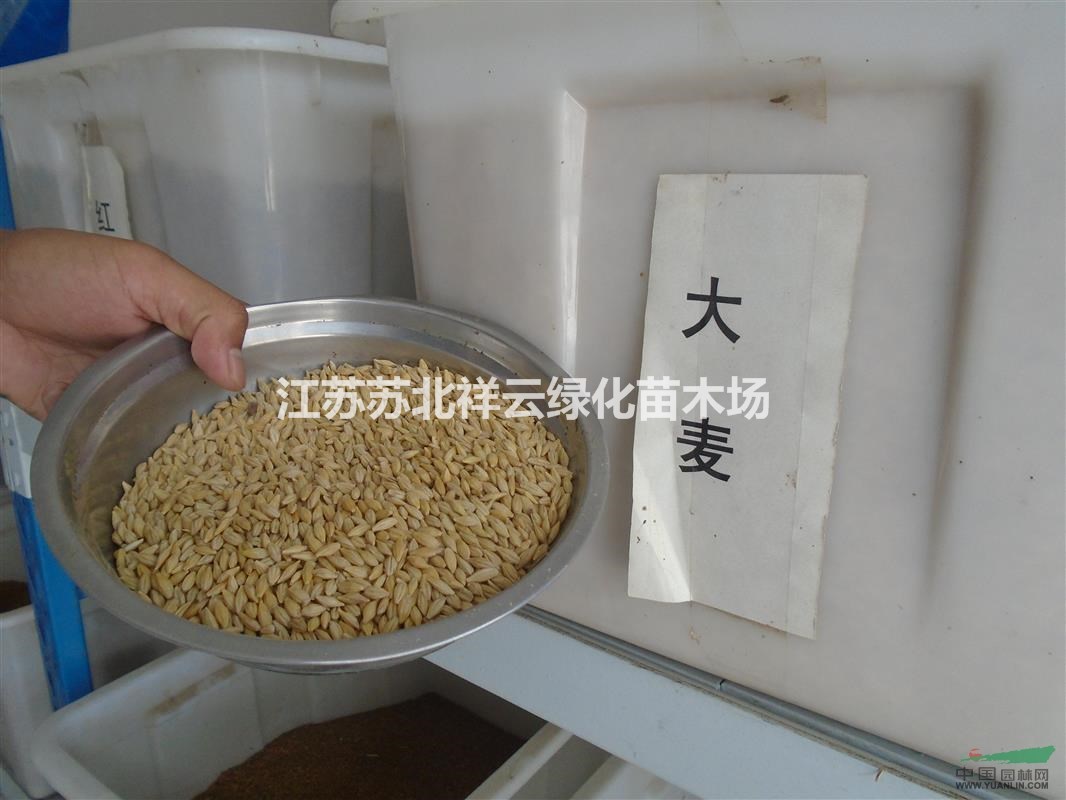 小谷子種子直銷，燕麥種子直銷，大麥種子直銷