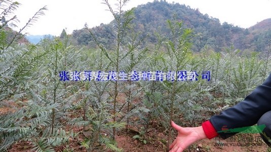 珙桐、紅豆杉、紅豆樹種子苗木供應(yīng)+張家界地區(qū)宏茂生態(tài)