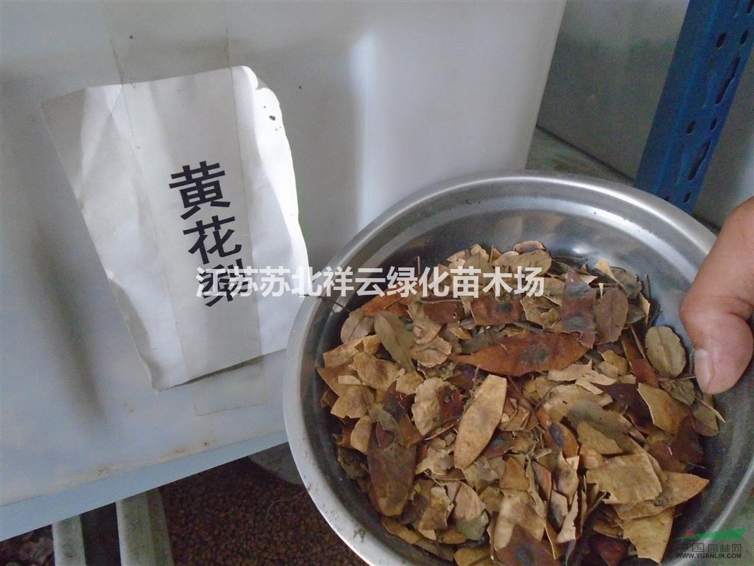 黃花梨種子價(jià)格，臭檀種子價(jià)格，印度紫檀種子價(jià)格