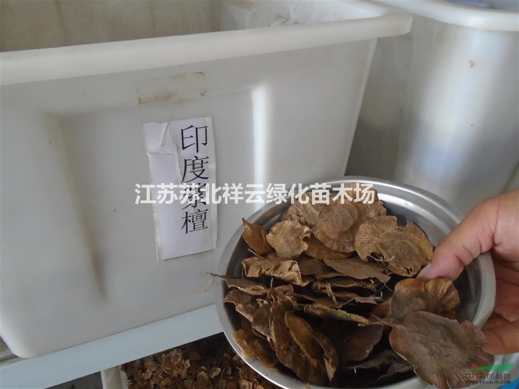 黃花梨種子價(jià)格，臭檀種子價(jià)格，印度紫檀種子價(jià)格