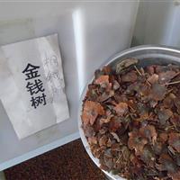 金錢樹種子批發(fā)  茶條槭種子批發(fā)  糖槭種子批發(fā)