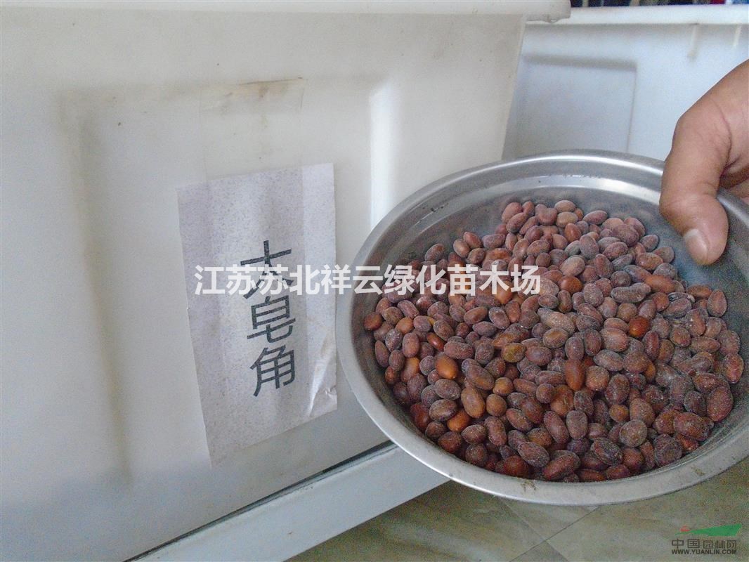 血皮槭批發(fā)直銷， 稠李批發(fā)直銷， 大皂角種子批發(fā)直銷