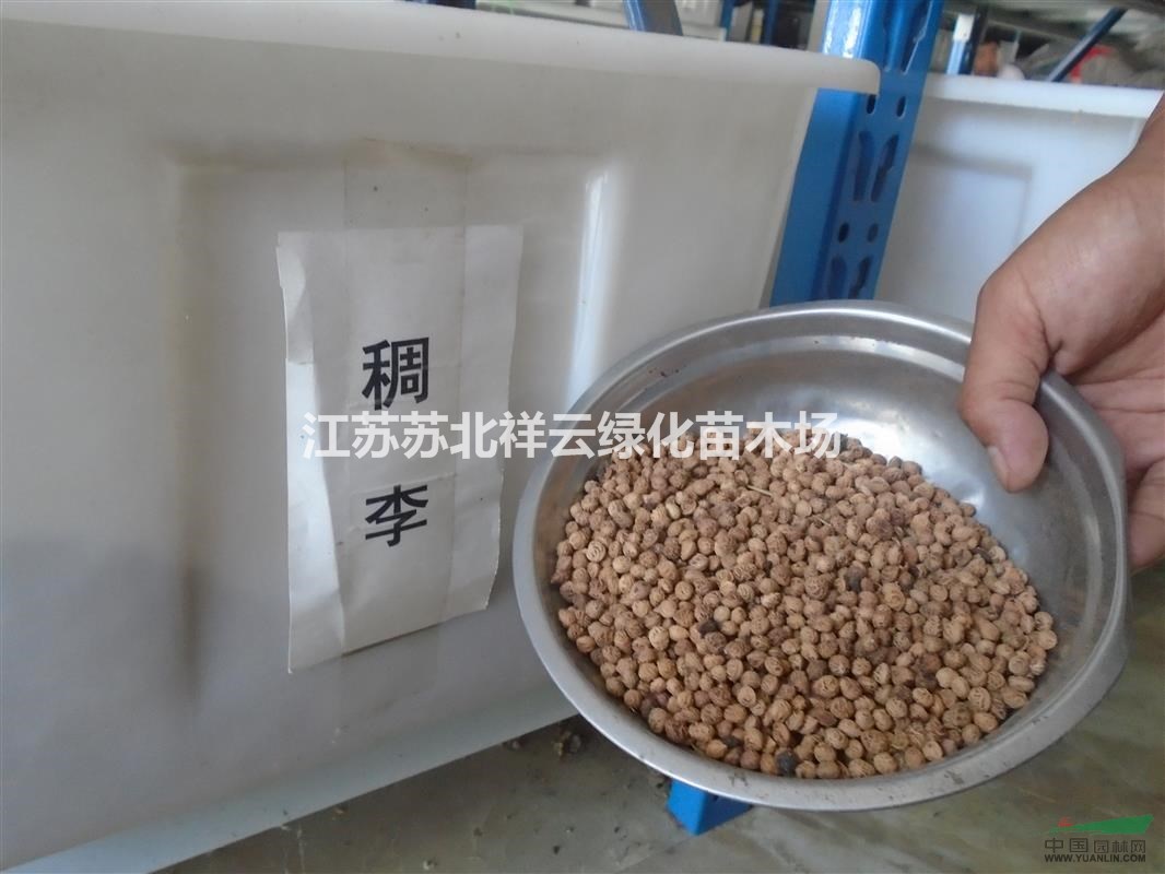 血皮槭批發(fā)直銷， 稠李批發(fā)直銷， 大皂角種子批發(fā)直銷