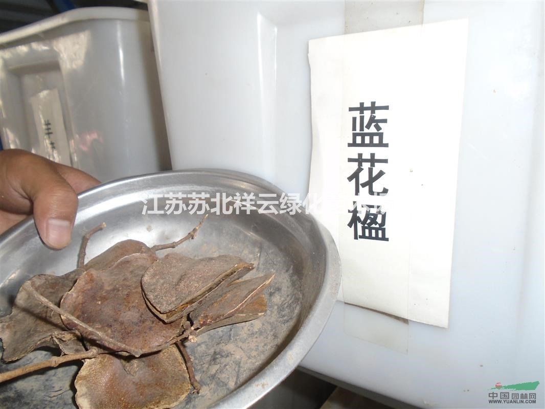 茶樹種子價格， 油茶種子價格， 藍花楹種子價格