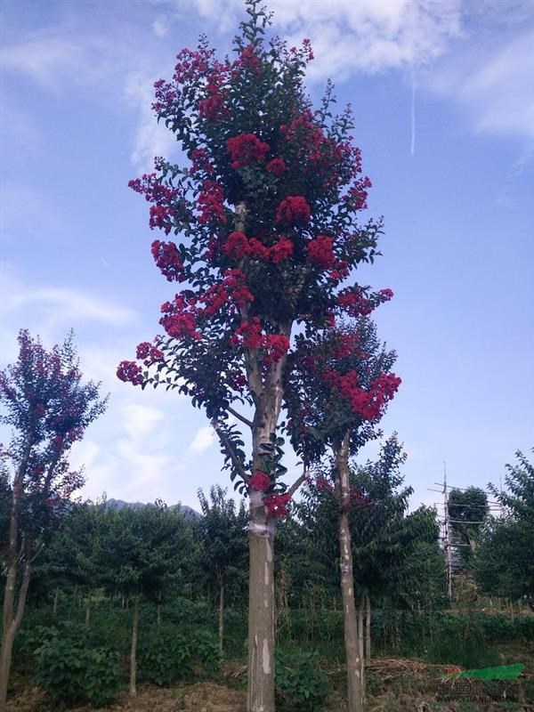 湖南高嫁接紅花紫薇基地2新報(bào)價(jià)/高嫁接紅花紫薇基地2圖片