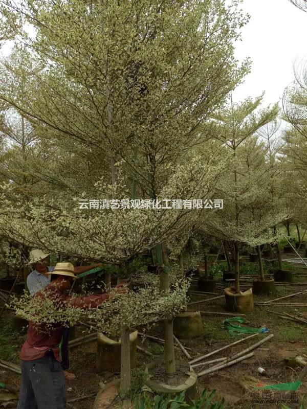 錦葉欖仁 /花葉欖仁