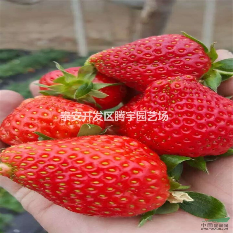 山東大量供應草莓苗