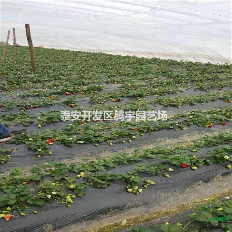 山東大量供應草莓苗