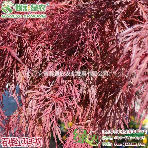 石榴紅羽毛楓 樹形優(yōu)美 春秋觀葉 長勢旺盛 江西羽毛楓嫁接苗