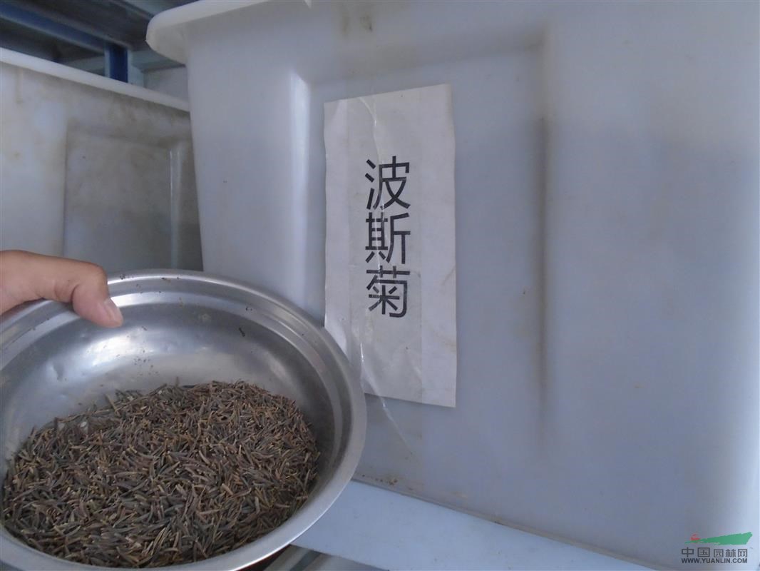 旱金蓮種子價(jià)格，波斯菊種子價(jià)格，常夏石竹種子價(jià)格