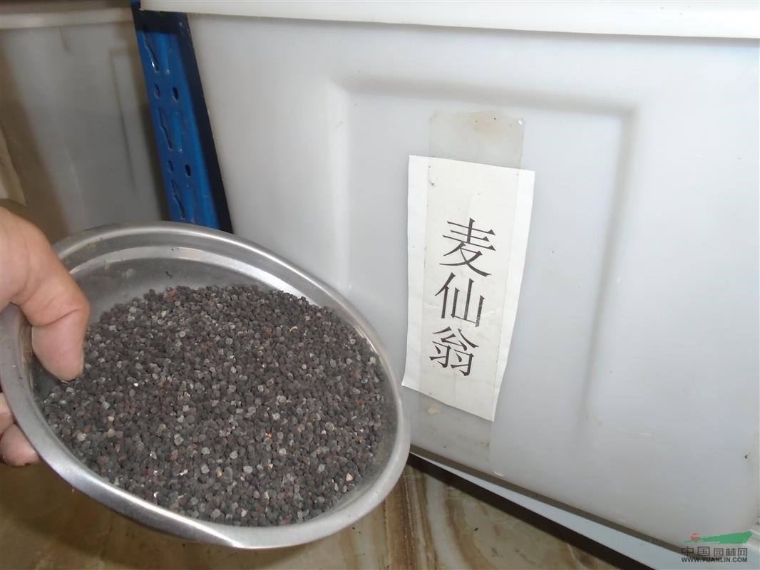 百日草種子批發(fā)，麥仙翁種子批發(fā)，雞冠花種子批發(fā)