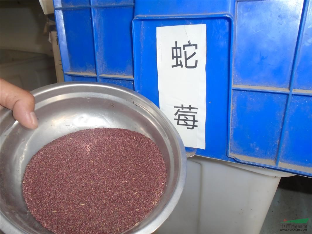 蛇目菊種子價(jià)格，蛇莓種子價(jià)格，鼠尾草種子價(jià)格