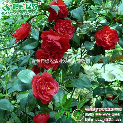 美國大紅茶花 花為鮮艷的大紅色 大型花 江西茶花小苗供應(yīng)