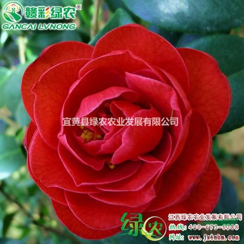 美國大紅茶花 花為鮮艷的大紅色 大型花 江西茶花小苗供應(yīng)