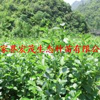 榿木苗80公分以上供應(yīng) 張家界桑植地區(qū)