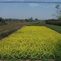 星星苗木特價(jià)供應(yīng)金葉女貞，衛(wèi)矛，黃楊，紅葉小檗，量大優(yōu)惠