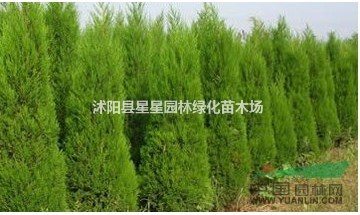 江蘇星星苗木批發(fā)蜀檜，又名塔柏！規(guī)格俱全。