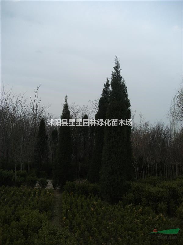 江蘇星星苗木批發(fā)蜀檜，又名塔柏！規(guī)格俱全。