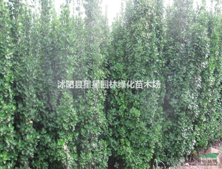 特價優(yōu)質(zhì)北海道黃楊，1到3米高度，量大優(yōu)惠！