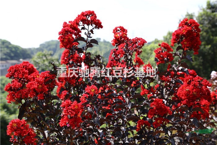 雙紅紫薇多少錢？重慶馳騰苗木告訴你價(jià)格