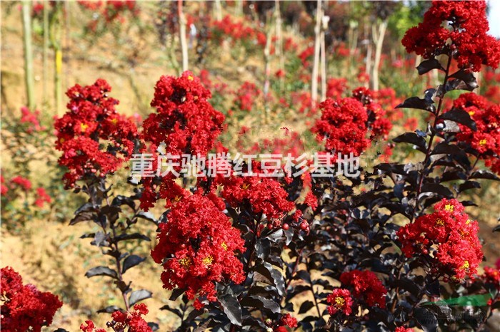 雙紅紫薇多少錢？重慶馳騰苗木告訴你價(jià)格