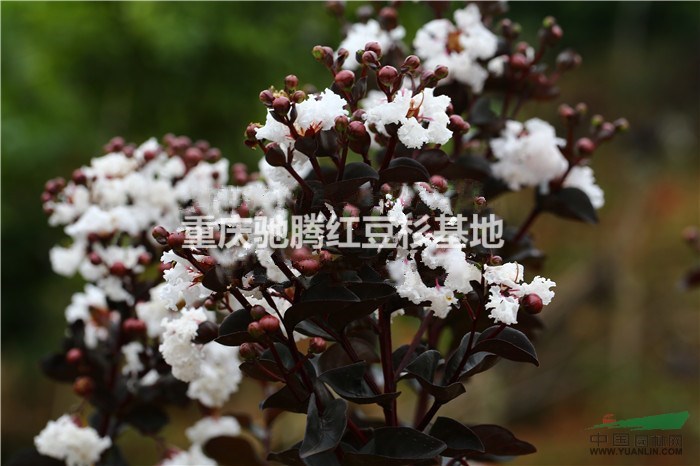 紫薇新品種雙紅紫薇火紅紫薇飛雪丹紅