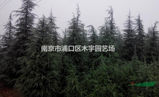 5米雪松5米5雪松6米雪松6米5雪松
