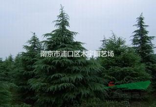 5米雪松5米5雪松6米雪松6米5雪松