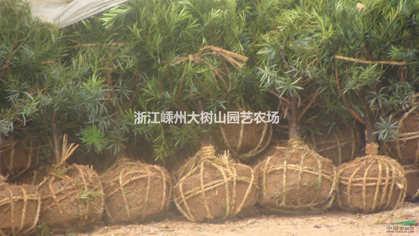 羅漢松8-12公分大量供應(yīng)