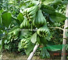 供廣佛手苗