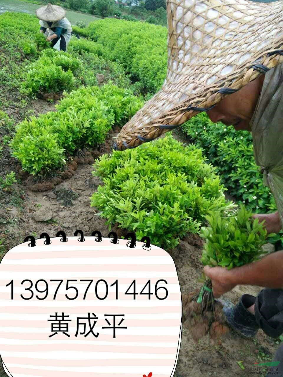 湖南四季桂小苗，杜鵑小苗介紹
