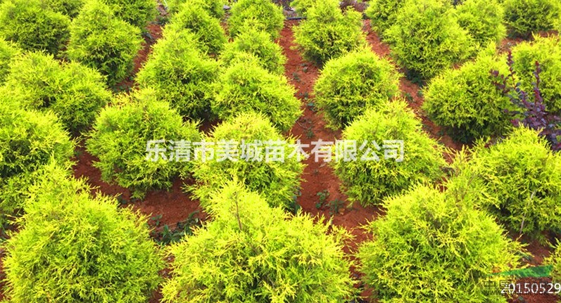大量供應黃金花柏